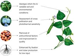 Image result for Psophocarpus lancifolius