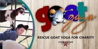 Our goal is to make the best rescue match taking into consideration the rescue bulldogs background and your family's needs. Goat Yoga With Lone Star Ranch And Rescue At Tupps Brewery Mckinney Online Mckinney Tx
