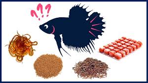 What Is The Best Food For Betta Fish Youtube