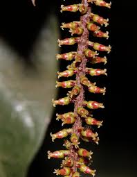 Image result for Antidesma vogelianum