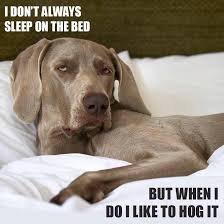Where Should Your Dog Sleep Sleeping Dogs Weimaraner Puppies Weimaraner