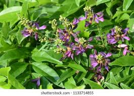 Image result for Millettia oblata