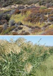 Image result for Phragmites mauritianus