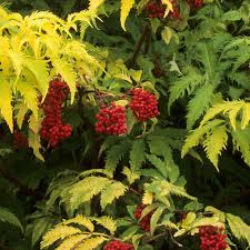 Free shipping on all orders plus same day shipping before 6pm est! Sambucus Racemosa Sutherland Gold J Parker Dutch Bulbs