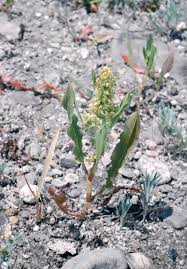 Image result for Rumex ruwenzoriensis