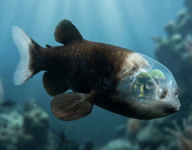 12 Fascinating Facts About the Barreleye Fish