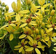 Image result for Tristellateia