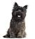 Cairn Terrier Jack Russell Mix