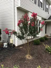 We did not find results for: How Can I Support This Weak Branch On My Crepe Myrtle Landscaping