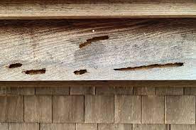 Check spelling or type a new query. Bee Good Or Bee Bad Martha S Vineyard Magazine