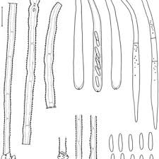 Image result for Panicum habrothrix