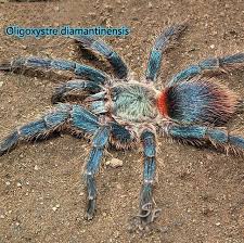 Image result for Tridactyle gentilii