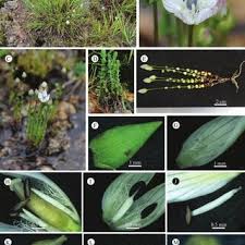 Image result for Swertia tetrandra