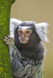 Marmoset Pops Mojo Photos Common Marmoset Monkey Breeds Cute Monkey