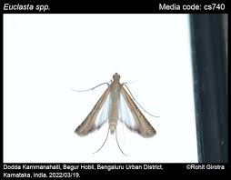 Image result for Euclasta