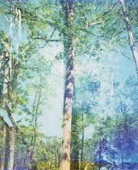 Image result for Light Chestnut 1990 US Government