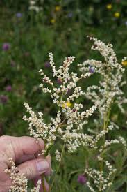 Image result for Fagopyrum snowdenii