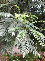 Daun kari memiliki berbagai nama lain, seperti daun tulsi, kadi patta (marathi), karibevu (kannada), mitho limdo (gujrati), dan karuvepillai (tamil). Manfaat Daun Kari Daun Salam Koja Daun Temuru Just Try Taste