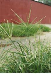 Image result for Eleusine kigeziensis