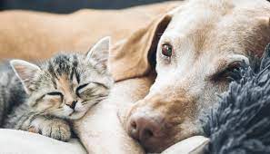 Offer not valid on all or select products in the following categories: A Global Guide To Pet Relocation Costs 2021 Movehub