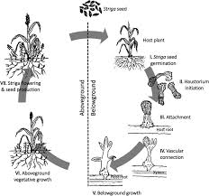 Image result for Striga