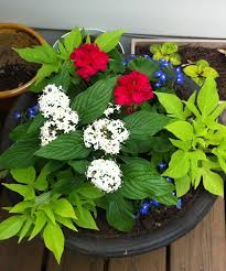 In this video, graceful grasses prince tut provides the height, supertunia black cherry is the spiller and diamond. Red White And Blue Flowers With Green Accent Plants Blue Flowers Garden Red And White Flowers Flower Planters
