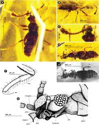 New customers will get 10% off you contact us through our website. Emergence Of A Superradiation Pselaphine Rove Beetles In Mid Cretaceous Amber From Myanmar And Their Evolutionary Implications Parker 2016 Systematic Entomology Wiley Online Library