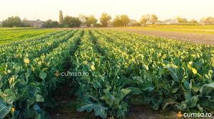 Maybe you would like to learn more about one of these? Cultivare Fructe Legume Sau Pomi Fructiferi Pe Suprafete Mici Cum Sa Obtii Cele Mai Mari Profituri Cumsa Ro
