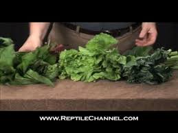 Tortoise Feeding And Nutrition Reptilechannel Com