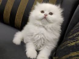 Satilik Kedi Ilanlari Ve Fiyatlari Kedi Sahiplendirme Ilanlari