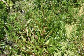 Image result for Loxodera caespitosa