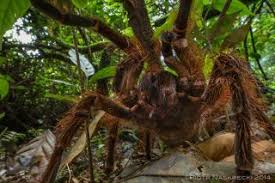 These spiders can have a leg span of up to 30 cm (12 in) and can weigh over 170 g (6.0 oz). Goliath Birdeater Images Of A Colossal Spider Live Science