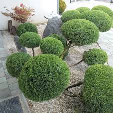 Niwaki Jardin Japonais Bassin De Jardin Jardins Jardin Japonais