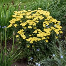 By feeding on young trees, deer can. Photo Essay 10 Rabbit Resistant Proven Winners Perennials Perennial Resource