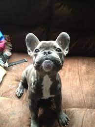 A Blue French Bulldog Baby Dogs Cute Animals Puppies