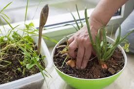 To up your excitement, make it a fun family activity! How To Start A Fruit And Vegetable Garden Indoors Virginia Green Lawn Care Company