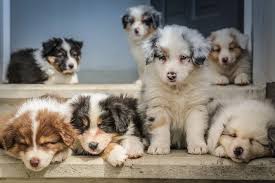 Playful energetic puppies that will grow into extremely loyal smart obedient dogs. Miniature Border Collie Beauty And Intelligence In A Small Dog