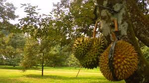 Maybe you would like to learn more about one of these? Wisata Bogor Taman Wisata Mekarsari