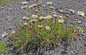 Image result for Erigeron schimperi