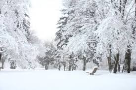 Real and most beautiful tree pictures from around the world. 5 Tips For A Successful Winter Season Dozr