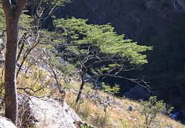 Image result for Brachystegia glaucescens