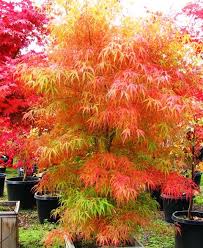 It will make a great addition to the back of any garden, and it can attract bees. Koto No Ito Japanese Maple 4 5 High 3 4 Wide Long Strap Like Green Leaves Turn Bright Yellow In The Fall H Japanese Maple Tree Japanese Garden Plants
