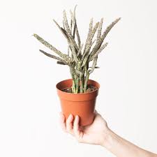 Image result for Euphorbia platycephala