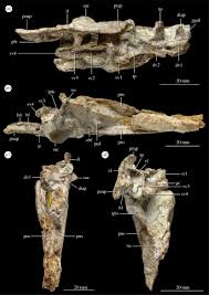 Pendraig milnerae, a new small-sized coelophysoid theropod from the Late  Triassic of Wales | Royal Society Open Science