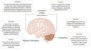 Which of the following statements best describes how a ct scan can be used to investigate brain function? Explain The Different Structures And Functions Of The Brain Worksheet Edplace