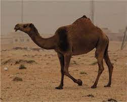 Chickens don't carry salmonella, but infected food handlers can contaminate food while preparing it, and if chicken is undercooked, the infection can spread via the food. Composition And Properties Of Camel Milk Intechopen