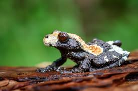 Image result for Macrotyloma tenuiflorum