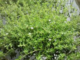 Image result for Bacopa monnieri