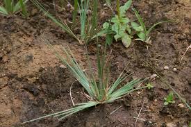 Image result for Fimbristylis madagascariensis