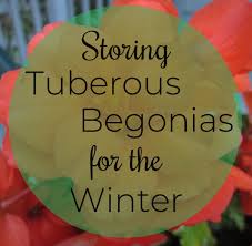 Apr 01, 2021 · place the tubers an inch (2.5 cm.) apart, hollow side up, in a shallow tray filled with moist potting mix and sand. How To Store Tuberous Begonias For Winter And Restart Them In Spring Dengarden